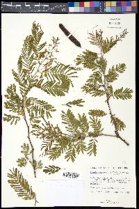 Acacia macracantha image