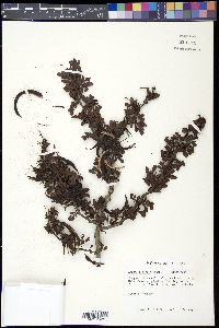 Acacia rigidula image