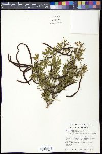 Acacia schaffneri var. bravoensis image