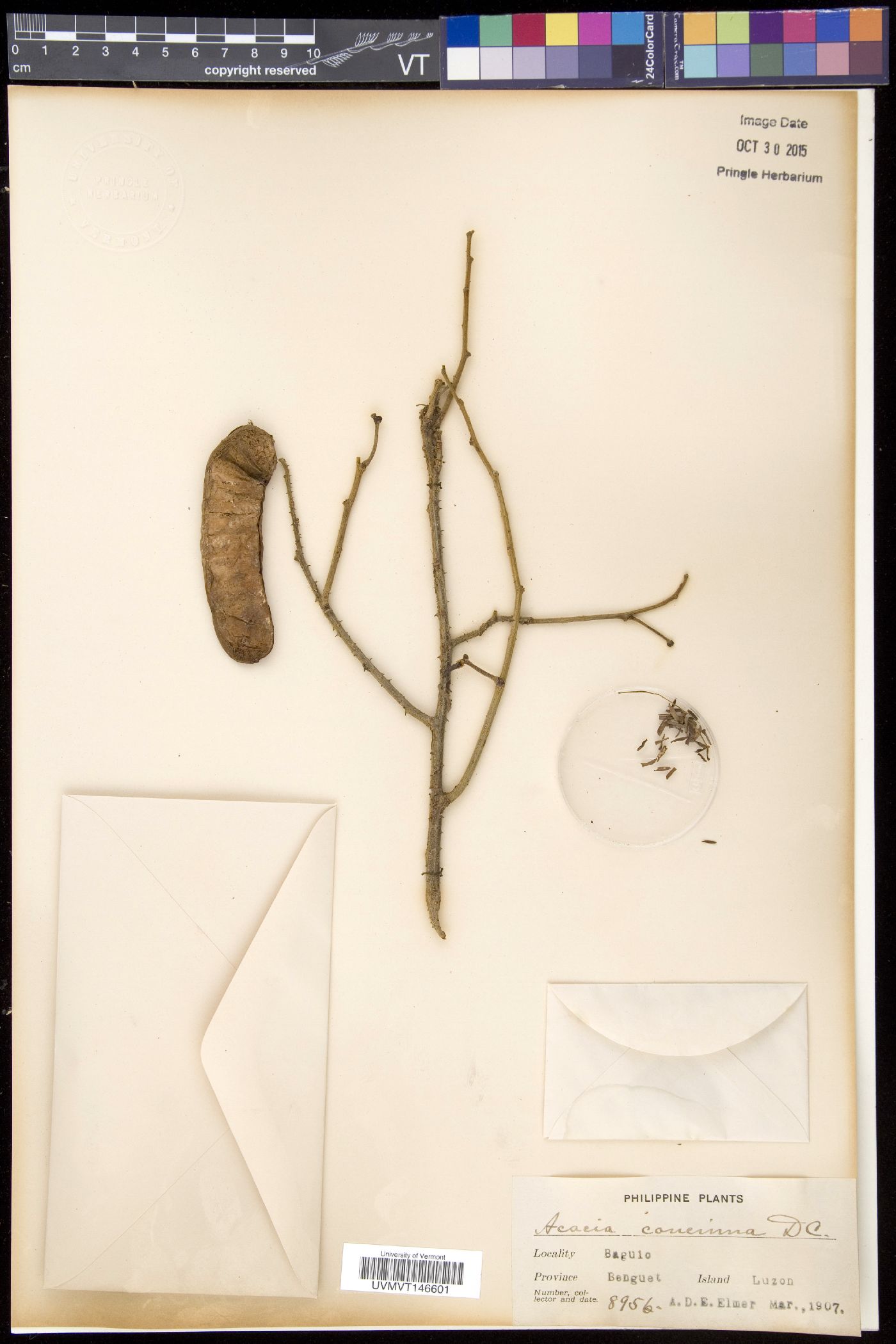 Senegalia rugata image