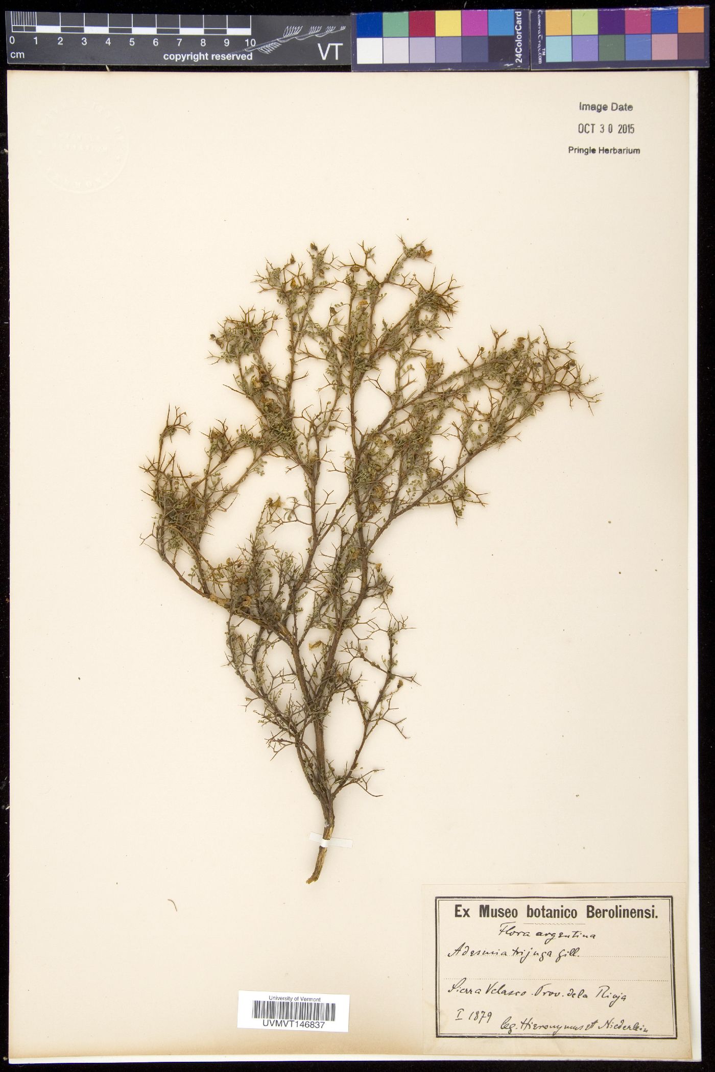 Adesmia trijuga image