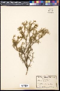 Media resource of Adesmia trijuga