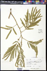 Albizia julibrissin image