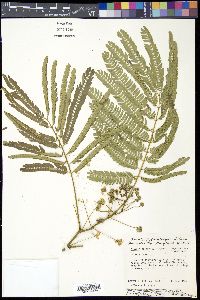 Albizia julibrissin image