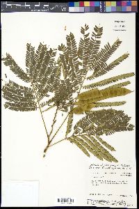 Albizia julibrissin image