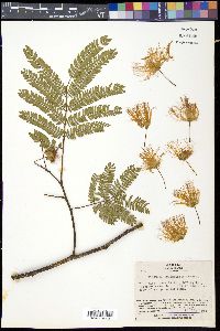 Albizia julibrissin image