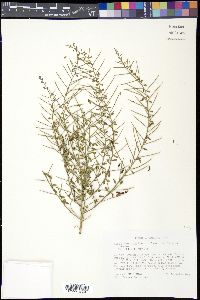 Alhagi maurorum image