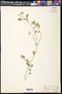 Alysicarpus vaginalis image