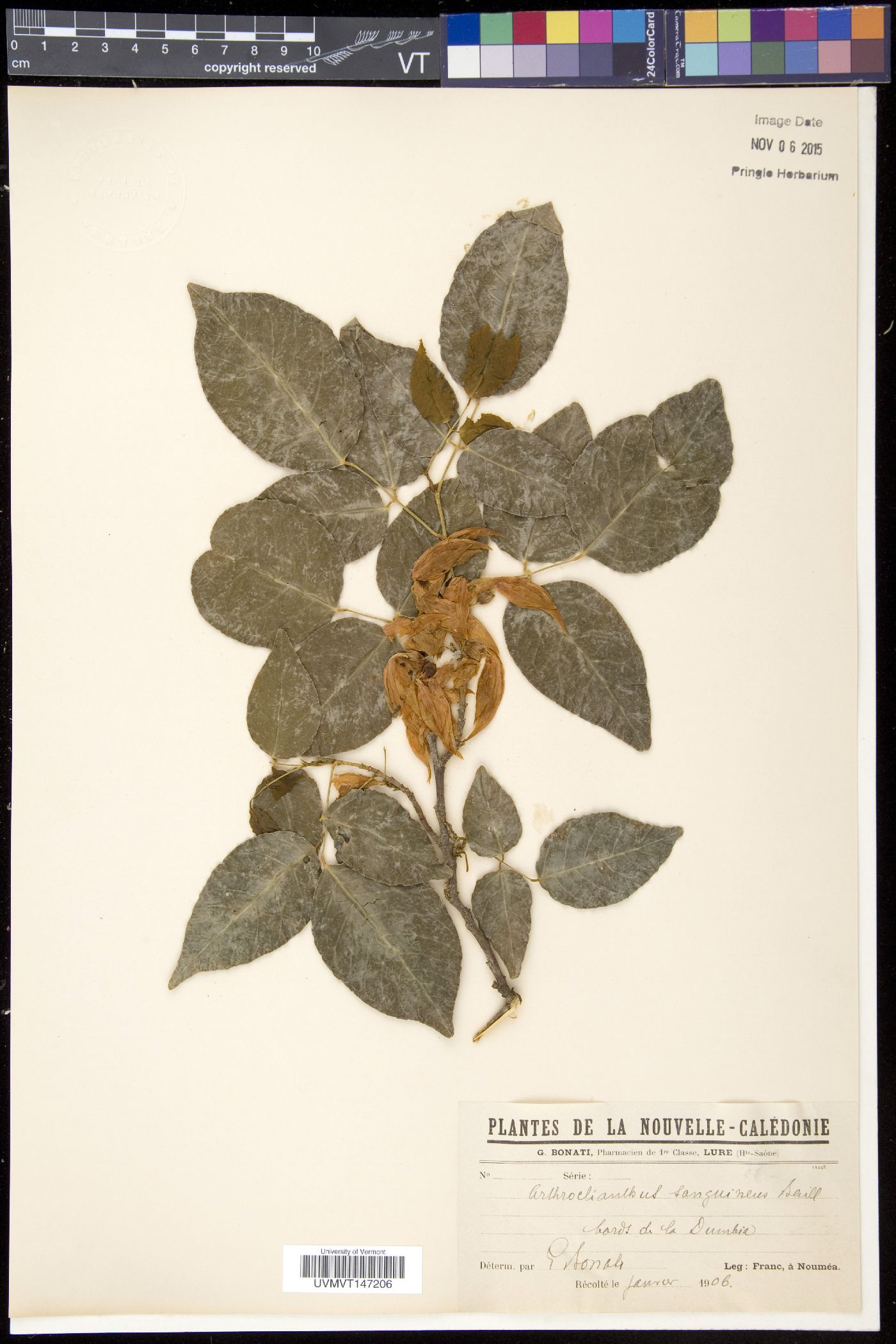 Arthroclianthus image