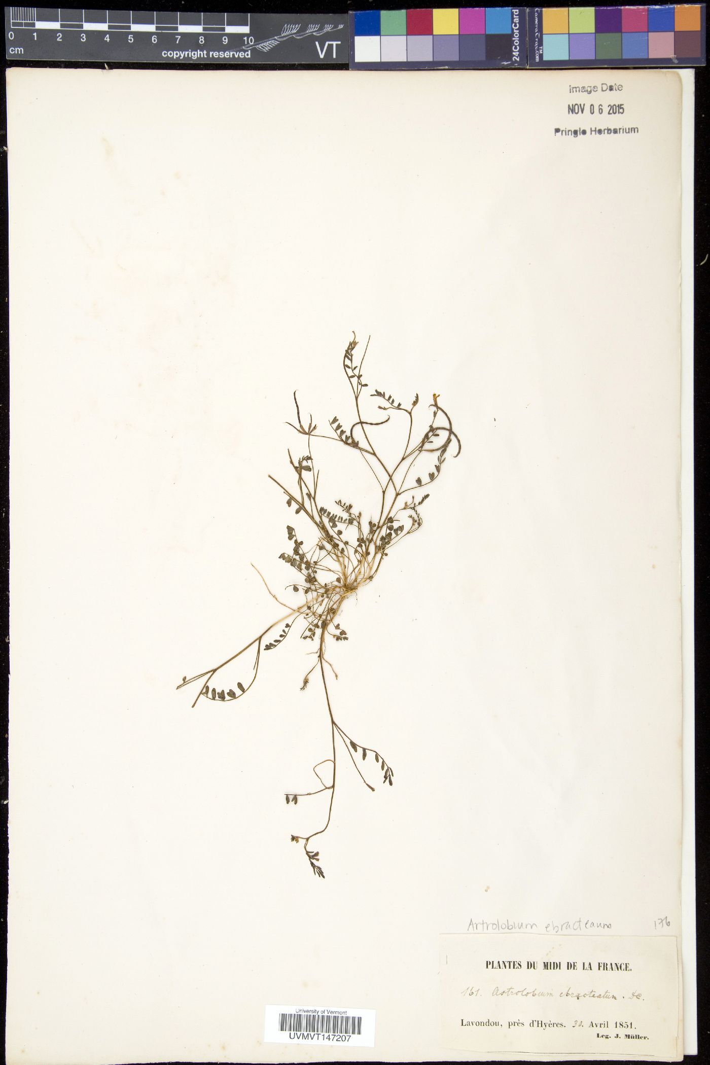Artrolobium image