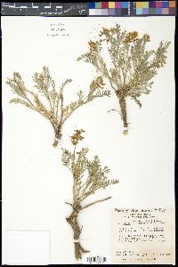 Astragalus bisulcatus image