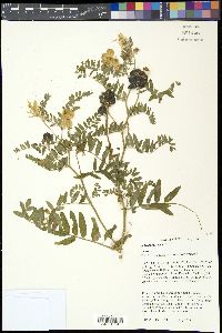 Astragalus cicer image