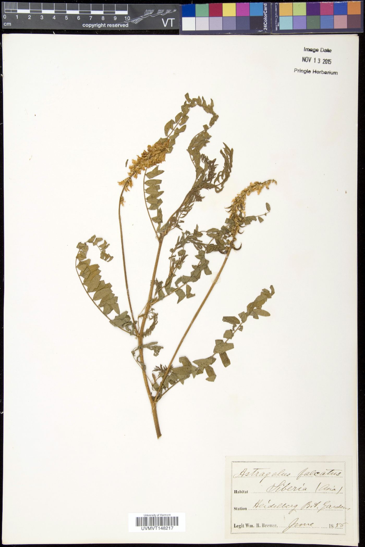 Astragalus falcatus image