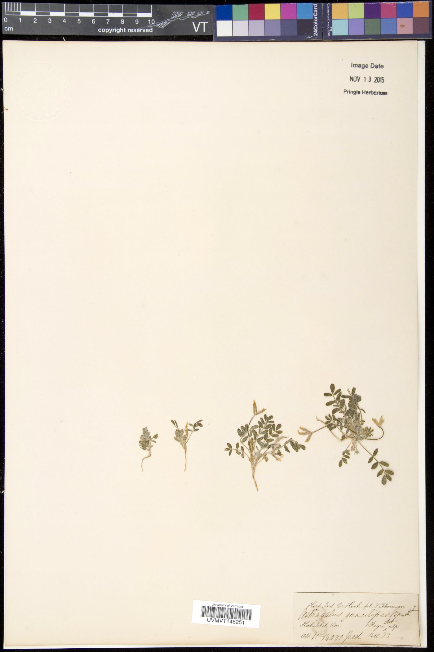 Astragalus gracilipes image