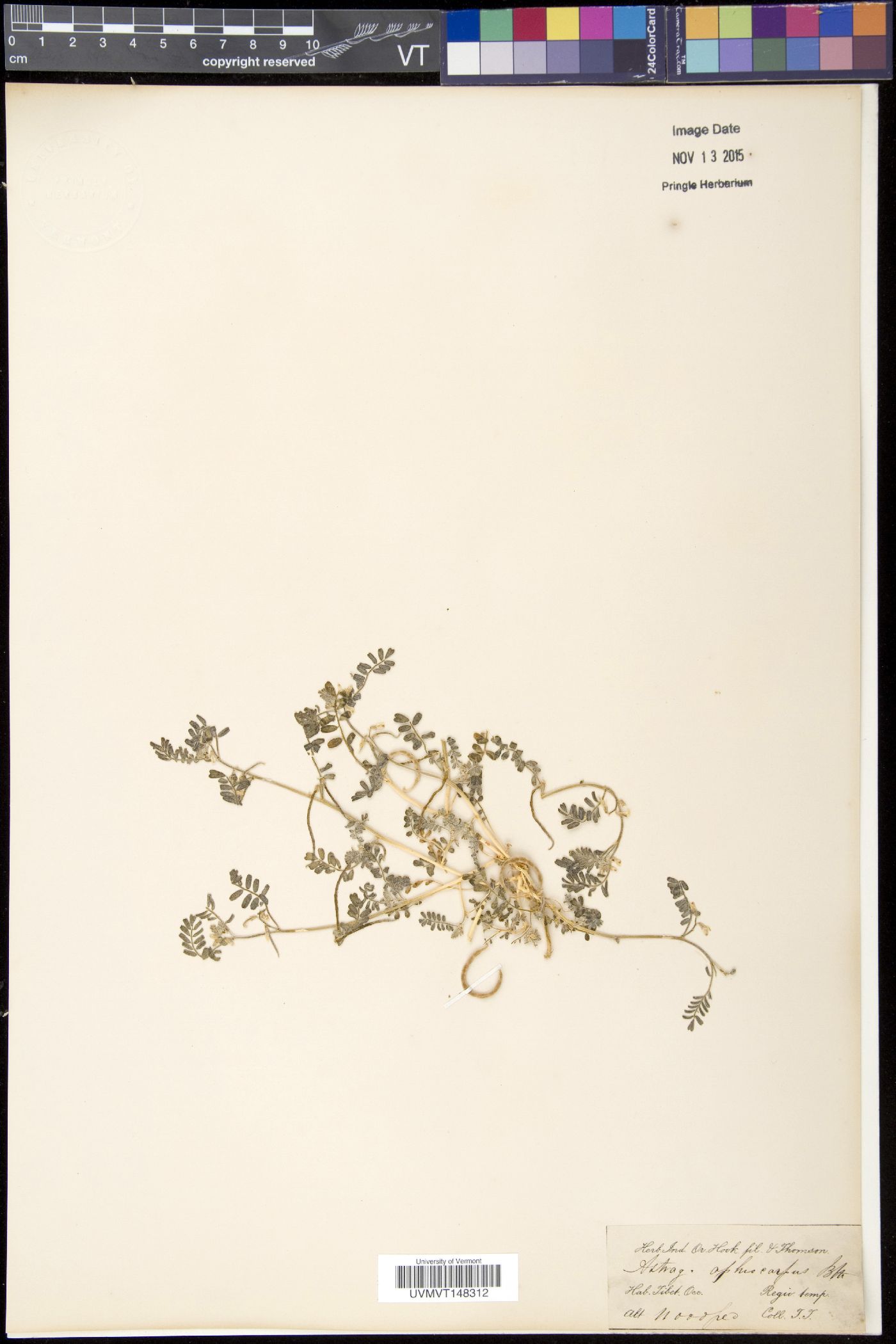 Astragalus ophiocarpus image