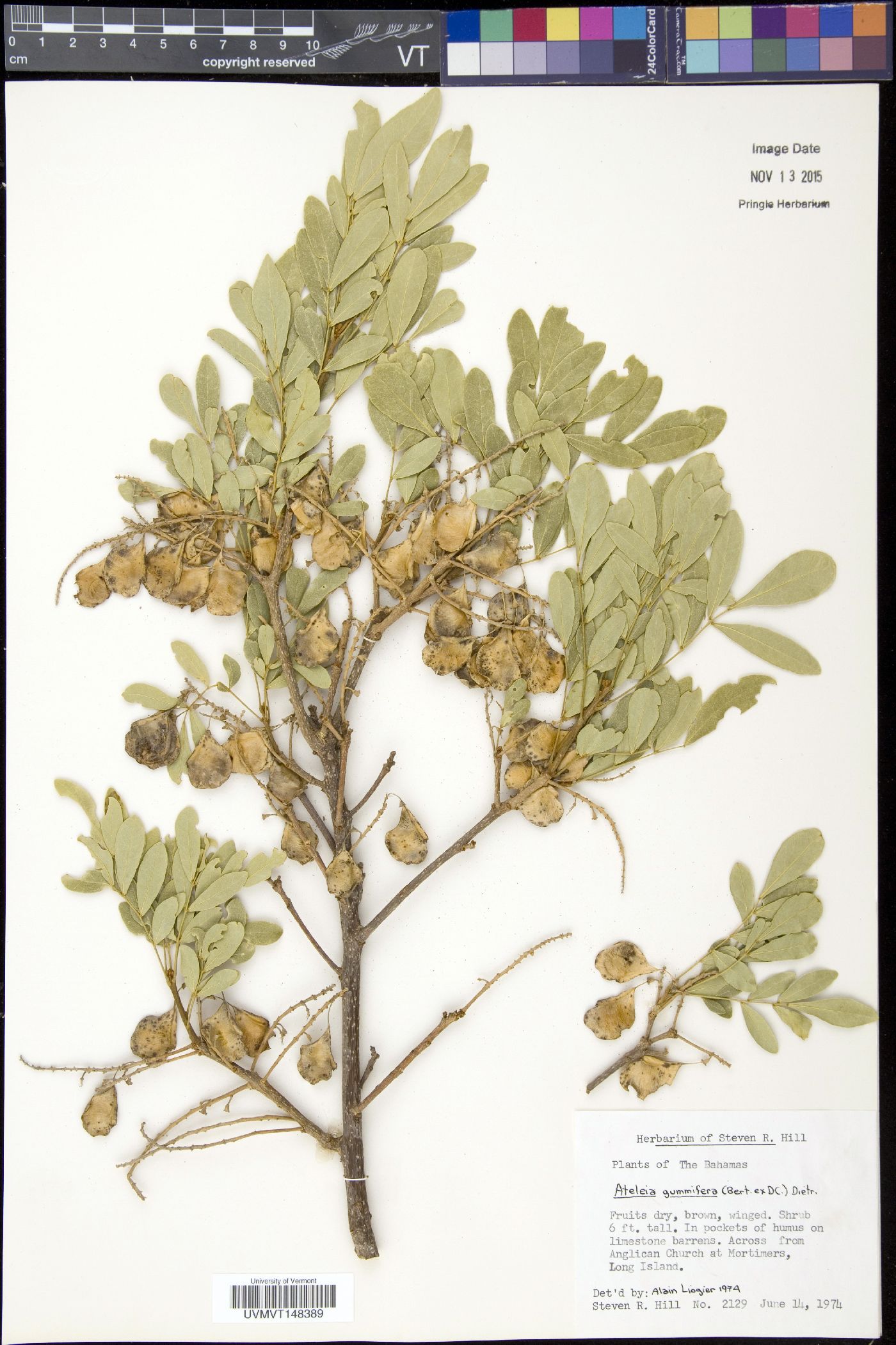 Ateleia gummifera image