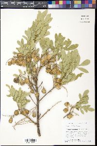 Ateleia gummifera image