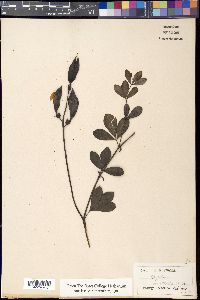 Baptisia australis image