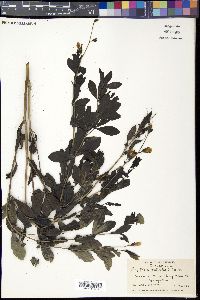 Baptisia australis image