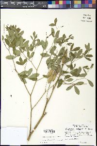 Baptisia alba image