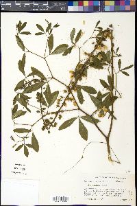 Baptisia alba image