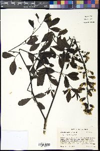 Baptisia alba image