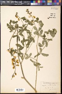 Baptisia alba image
