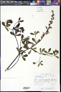 Baptisia alba var. macrophylla image