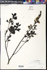 Baptisia alba var. macrophylla image