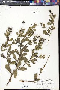 Baptisia nuttalliana image