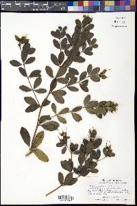 Baptisia nuttalliana image