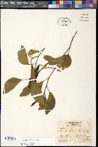 Bauhinia seleriana image