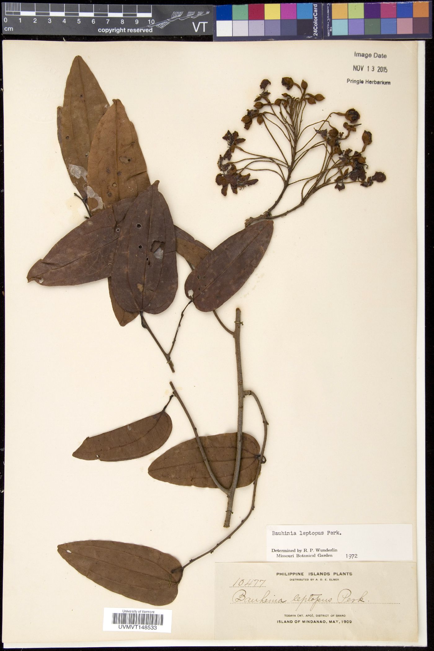 Phanera finlaysoniana var. leptopus image