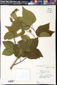 Bauhinia divaricata image