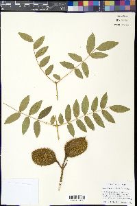 Caesalpinia bonduc image