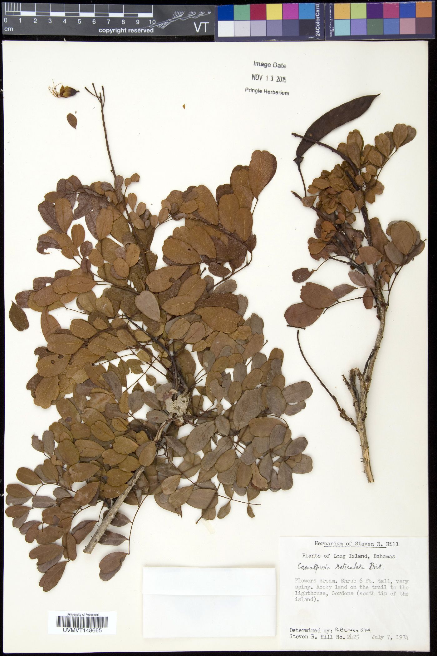Caesalpinia bahamensis subsp. bahamensis image