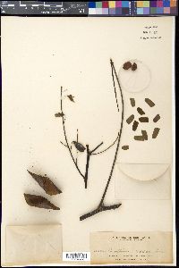 Caesalpinia sappan image