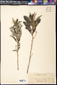 Cajanus cajan image