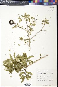 Zapoteca formosa image