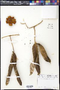 Canavalia brasiliensis image