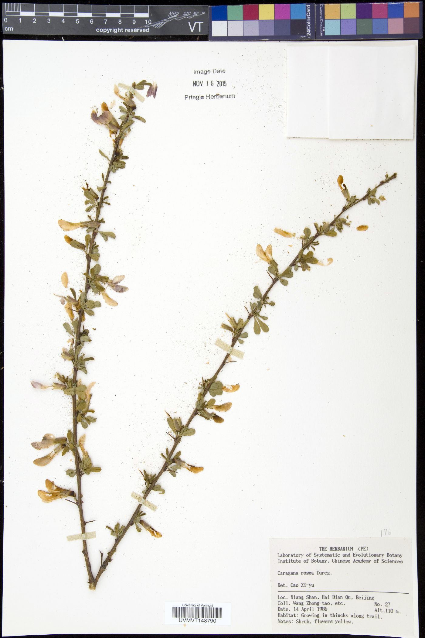 Caragana rosea image