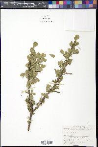 Caragana rosea image