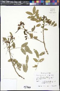 Senna ligustrina image