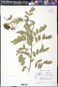 Senna ligustrina image