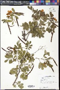 Senna pallida image