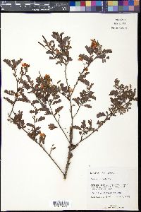 Chamaecrista lineata image