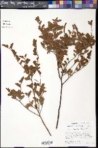 Chamaecrista lineata image