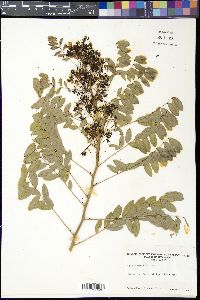 Senna marilandica image