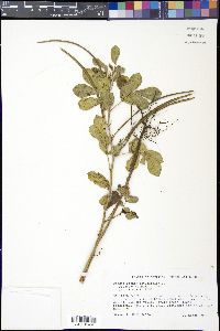 Senna italica image