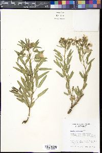 Senna roemeriana image